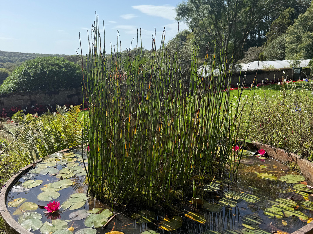 Trewidden Garden-Newlyn必去景点