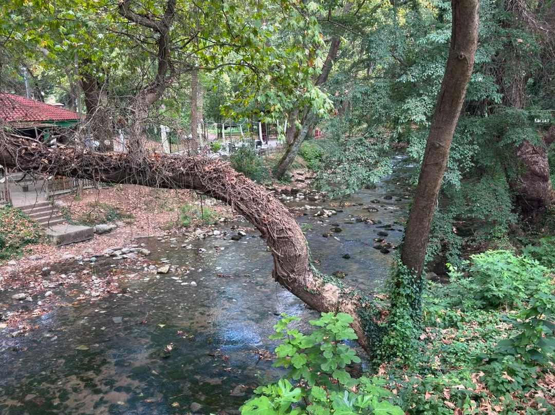 The Cave of river Aggitis-Aggitis必去景点