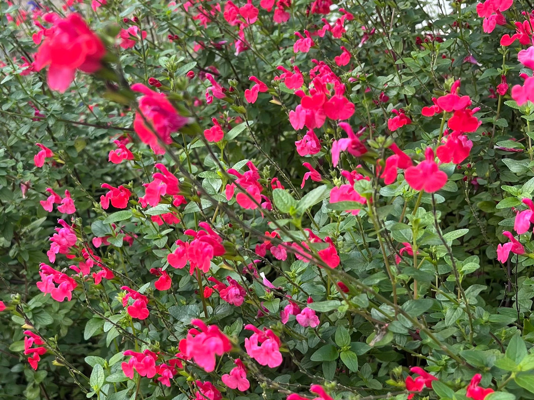 Pencarrow House and Gardens-Washaway必去景点