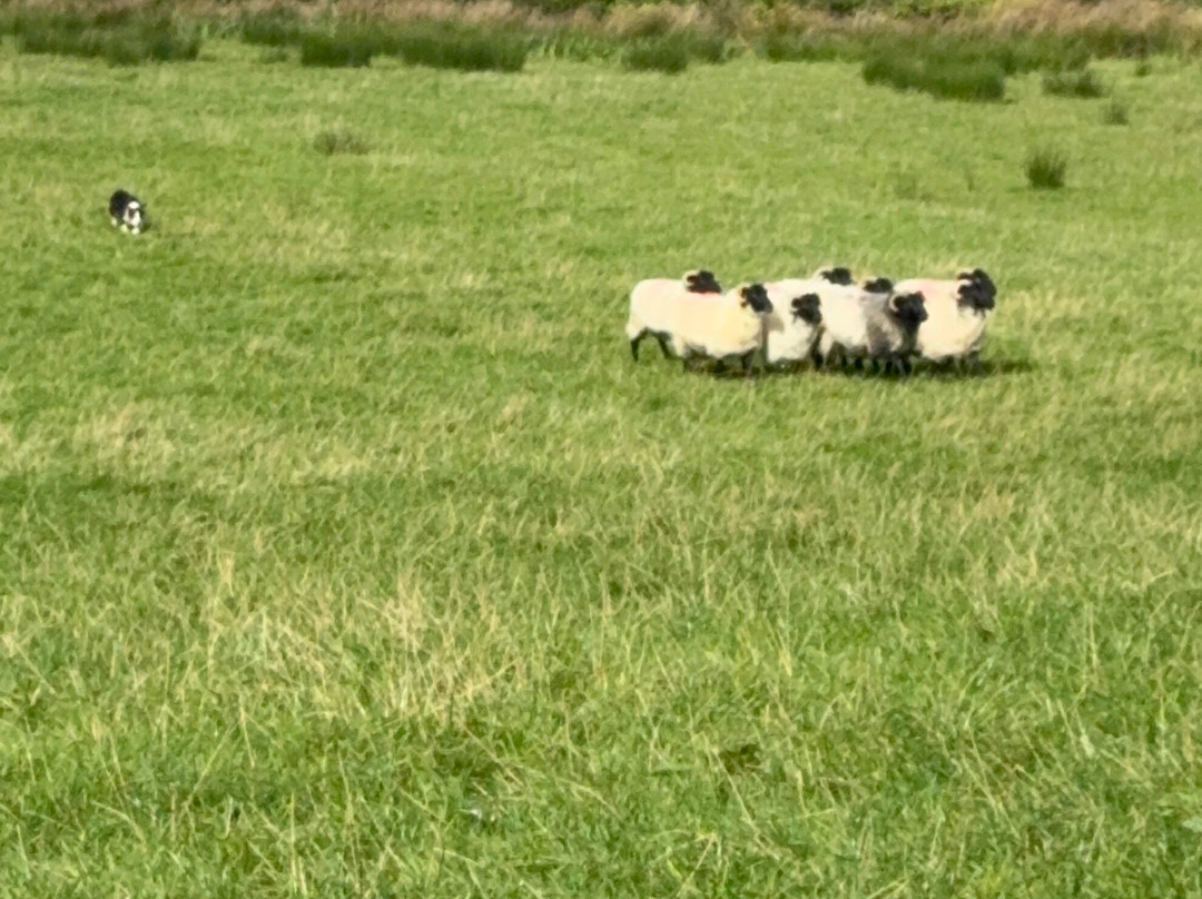 Atlantic Sheepdogs-Grange必去景点