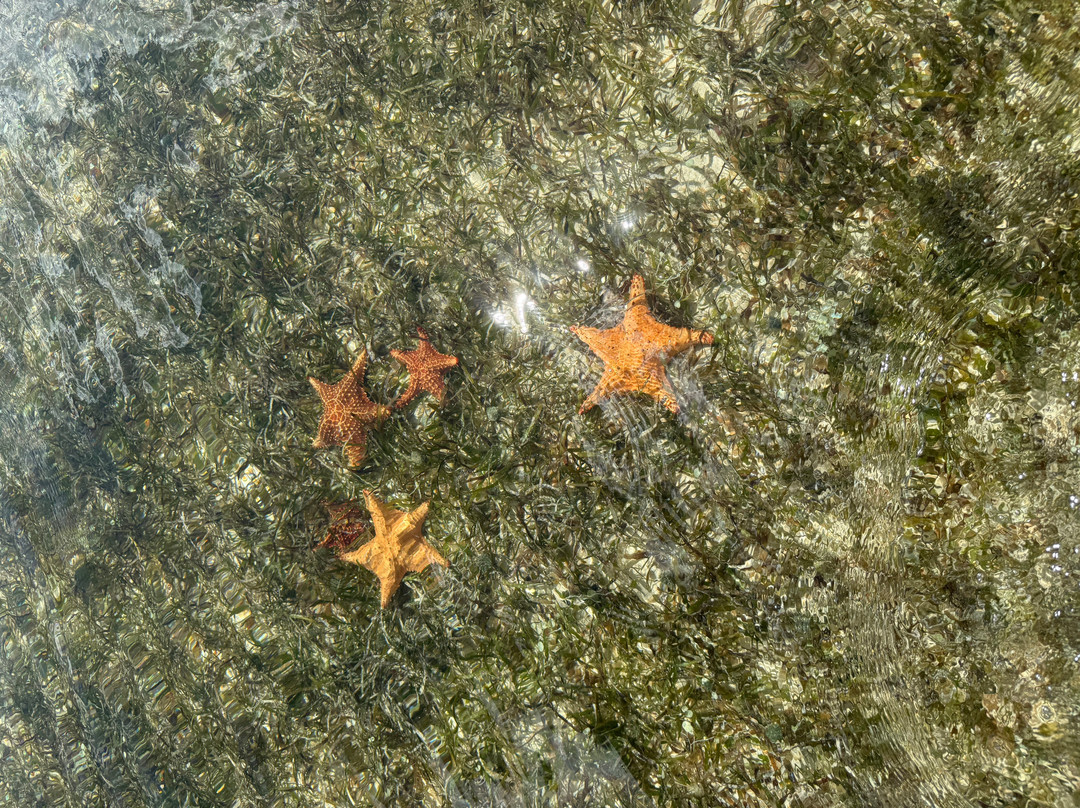 Starfish Point-大开曼岛必去景点