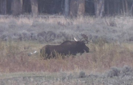 Yellowstone Wild-加德纳必去景点