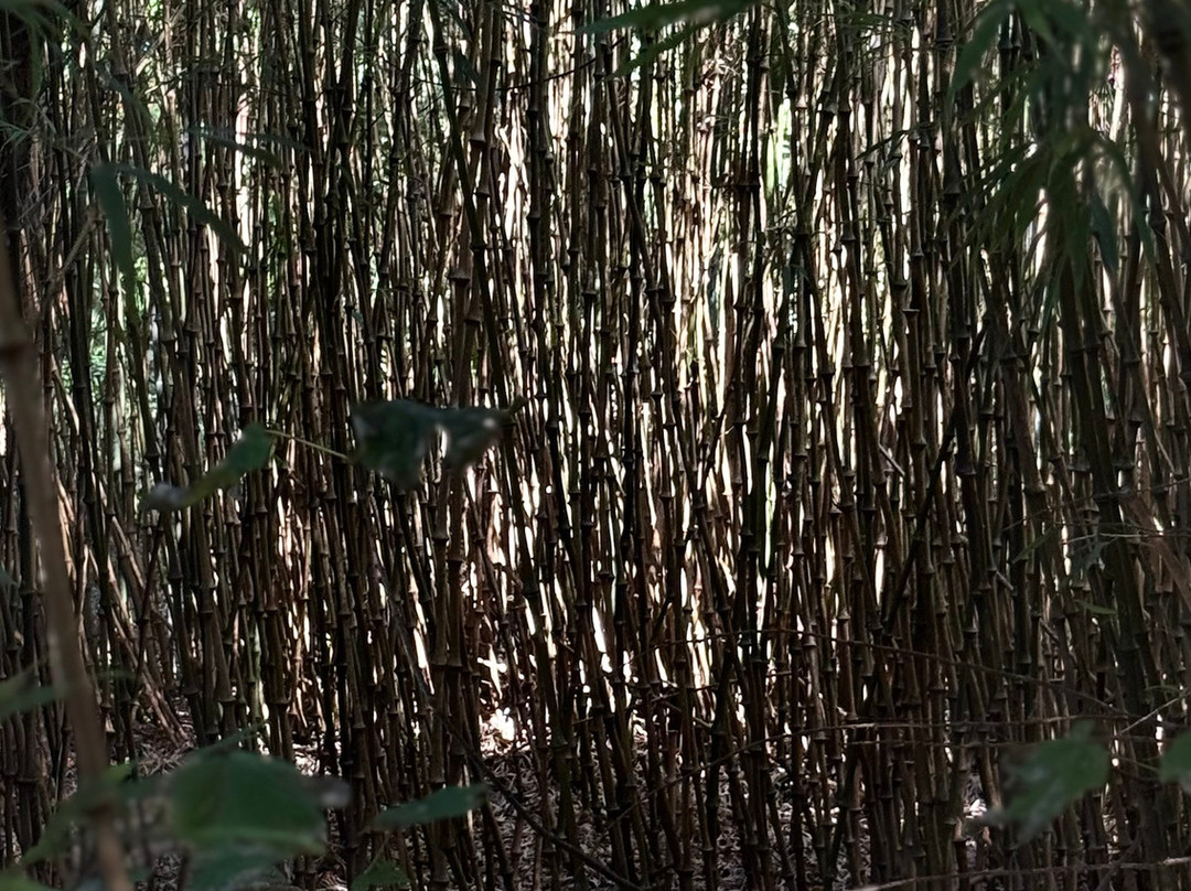 Jungle Garden-Eu必去景点