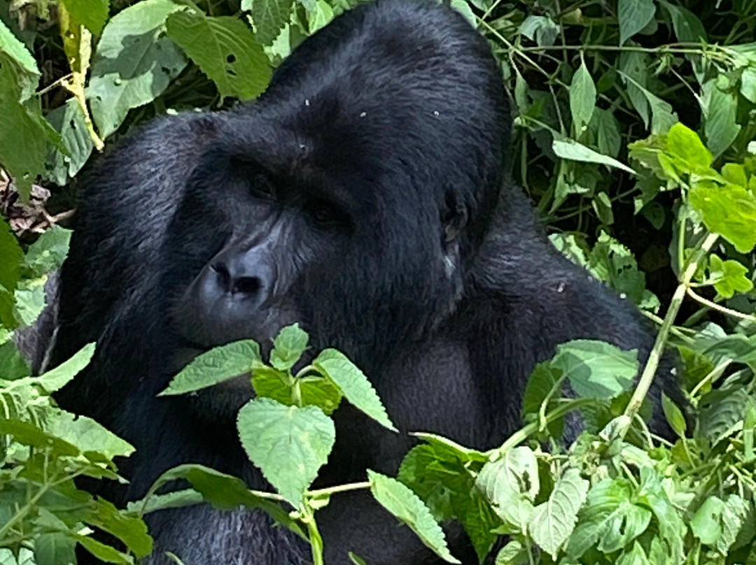 Gorilla Bookings-坎帕拉必去景点