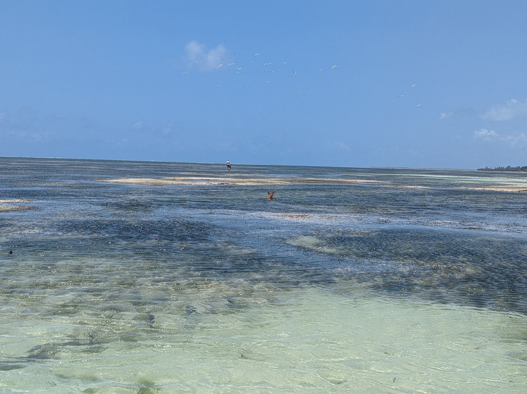 The Island - Pongwe Lodge主图