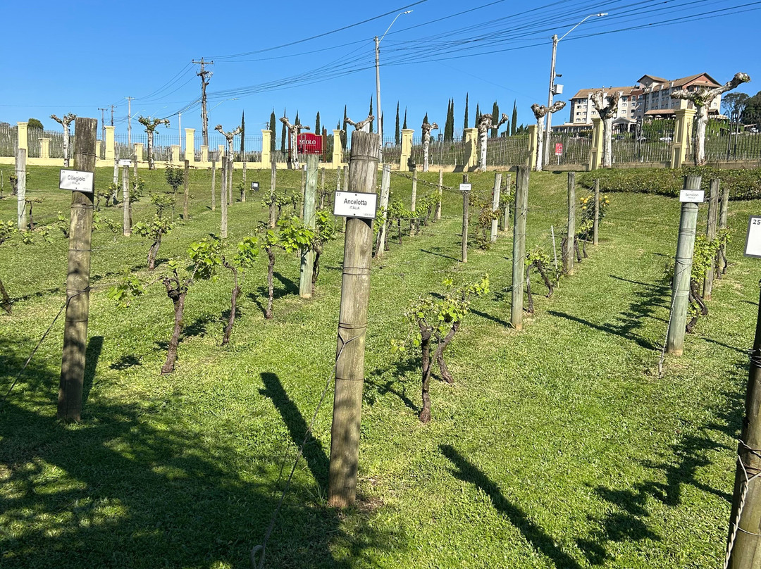 Miolo Wine Group-本图贡萨尔维斯必去景点