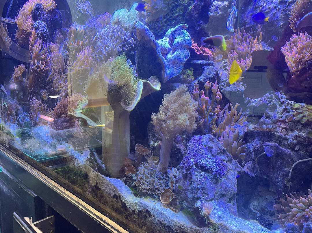 Deep Blue Aquarium Tour-安娜堡必去景点