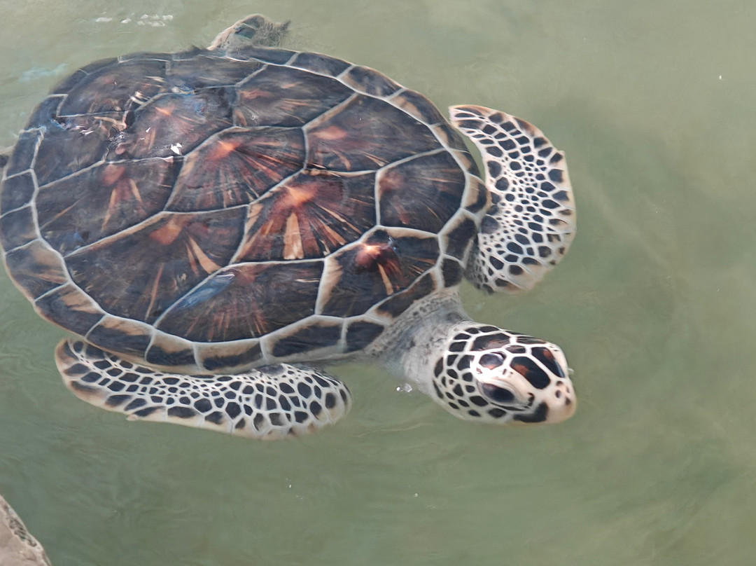 Ahungalla Sea Turtles Conservation And Research Center-亚洪加拉必去景点