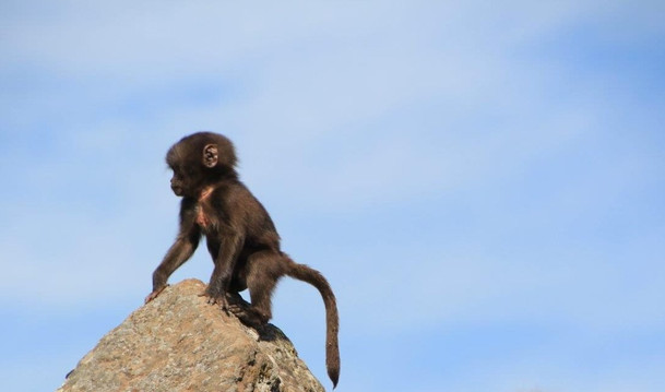 Ethio North Trekking-贡德尔必去景点