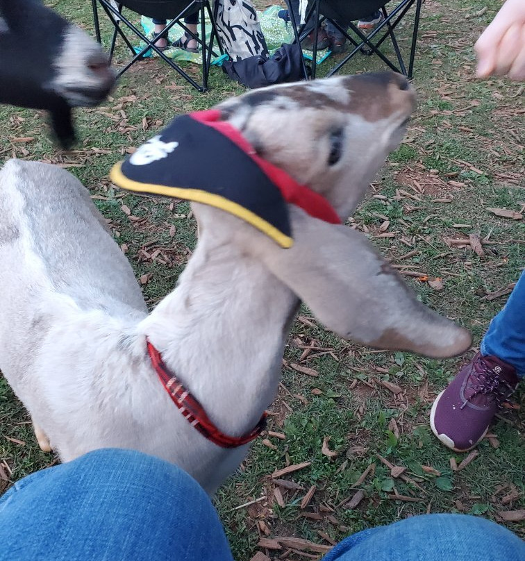 Spring Haven Farm-教堂山必去景点