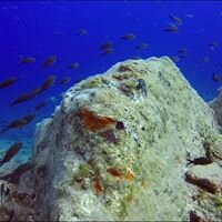 European Diving Institute - Centre de plongee en Crete景点图片