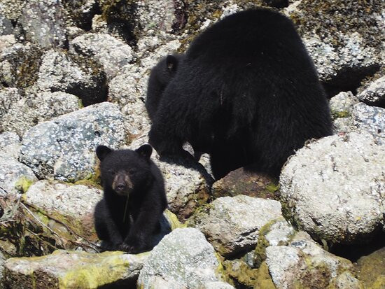 Adventure Tofino - Wildlife Tours景点图片