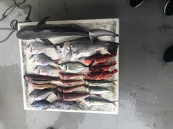 Deep Blue Charters Australia-Rose Bay必去景点