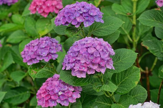 Tamamizu Lily Hydrangea Garden景点图片