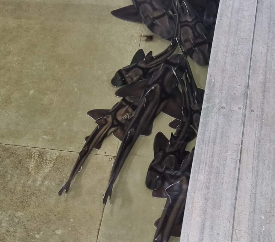 Shark And Ray Rescue Centre景点图片