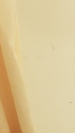 Mountain Laurel Resort主图