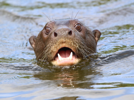 Manu Wildlife Tours-库斯科必去景点