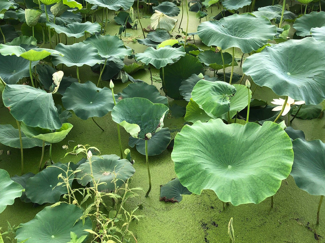 Siheung Lotus Flower Theme Park景点图片