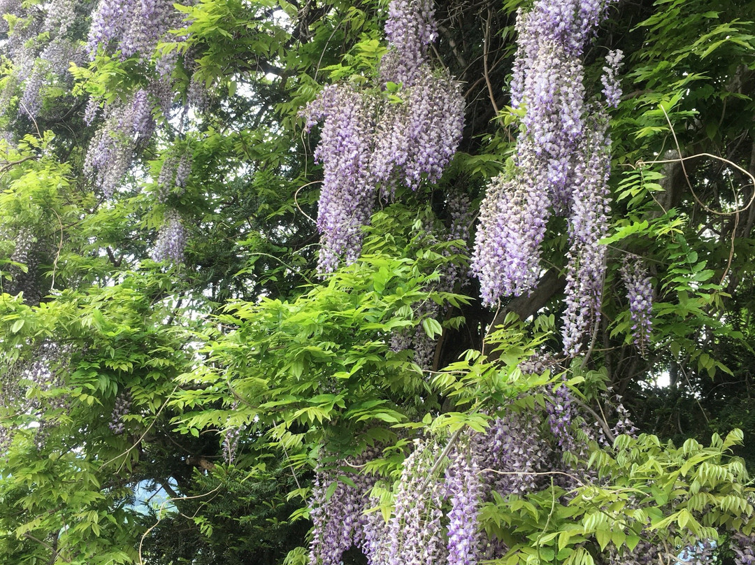 Shinzan Shrine-国见町必去景点