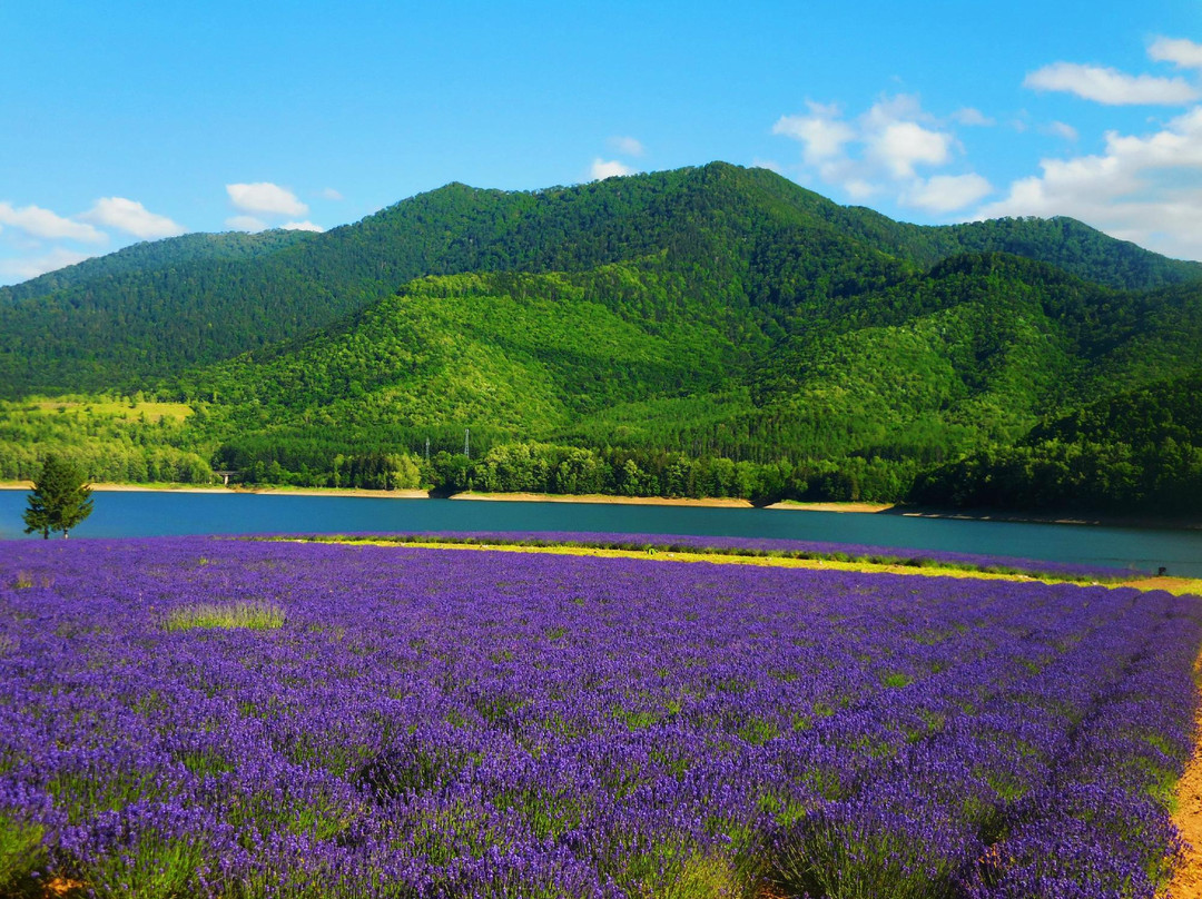 空知郡旅游攻略图片