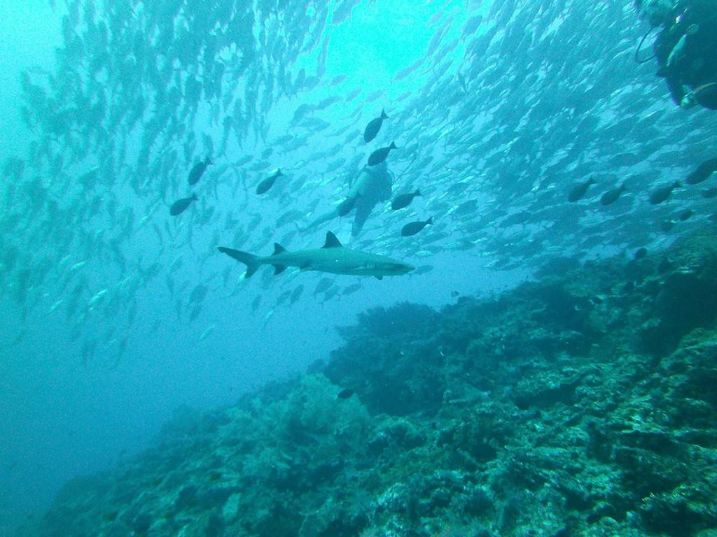 Scuba Dive Sipadan-仙本那必去景点