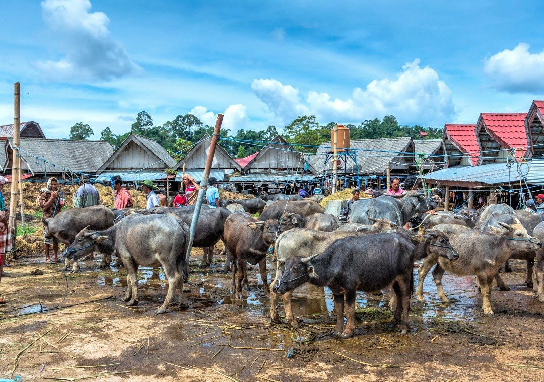 Rantepao Livestock Market景点图片