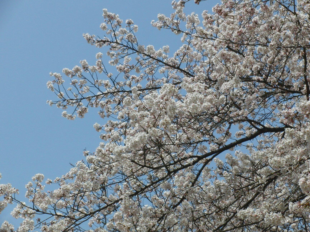 Fujimori Park景点图片