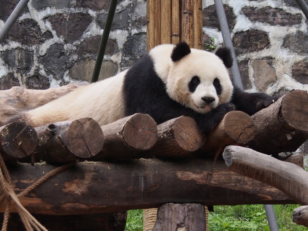 大熊猫研究保护中心景点图片