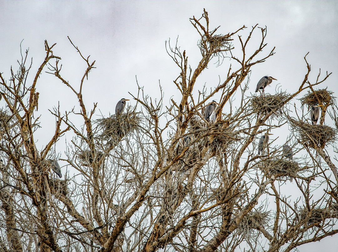 Tres Rios Wetlands-凤凰城必去景点