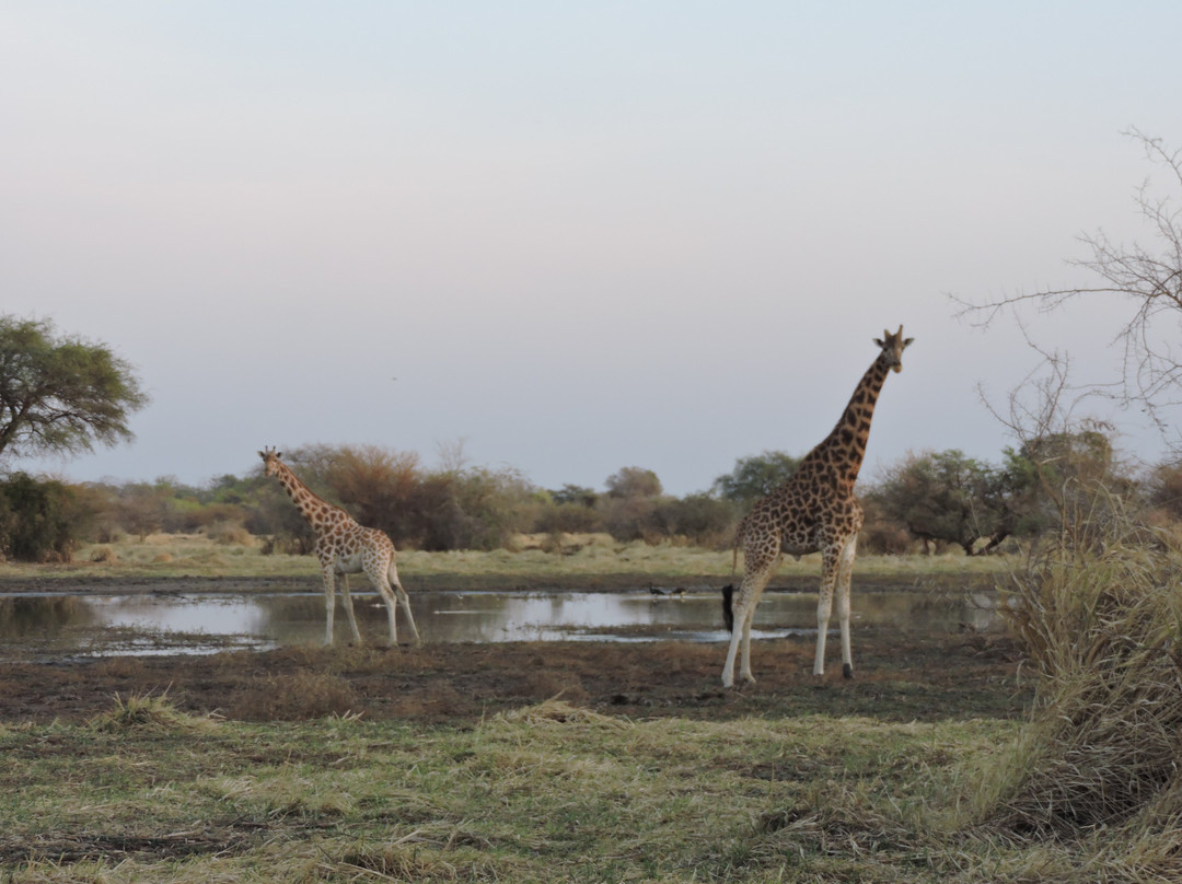 Zakouma National Park-乍得必去景点