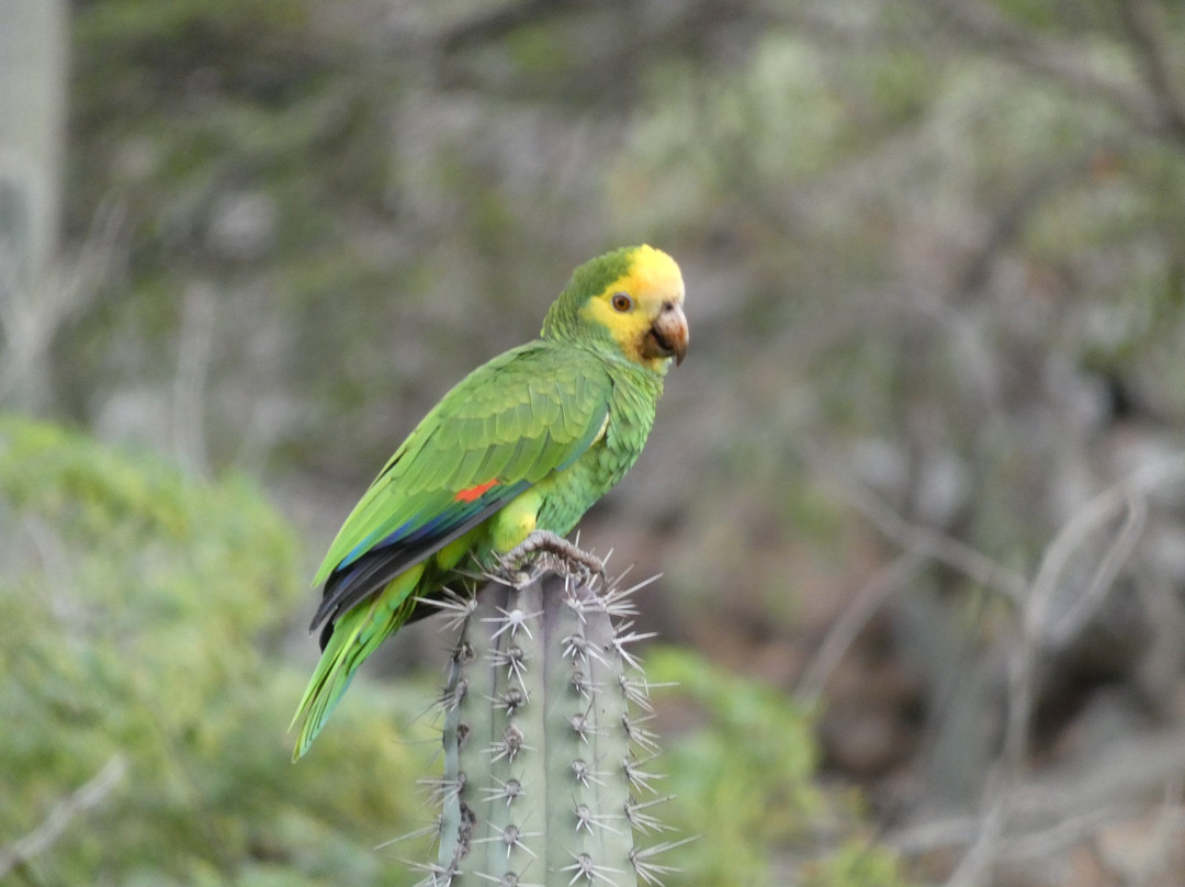 Echo Parrots and People-Rincon必去景点