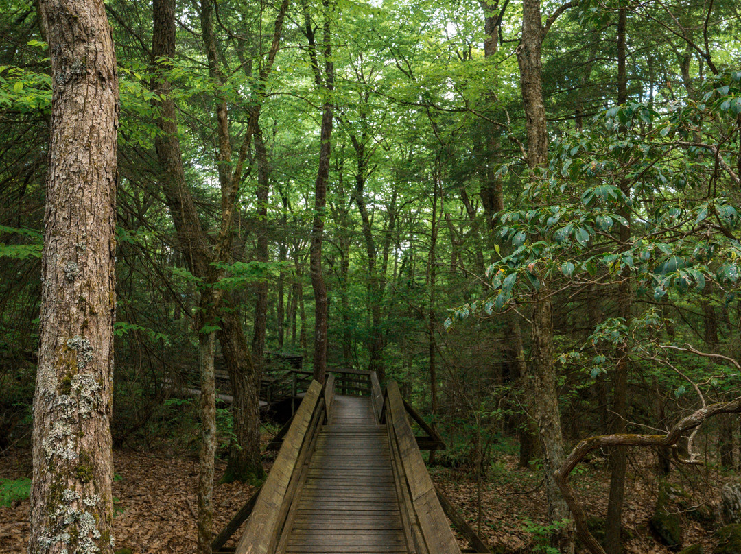 Beartown State Park景点图片