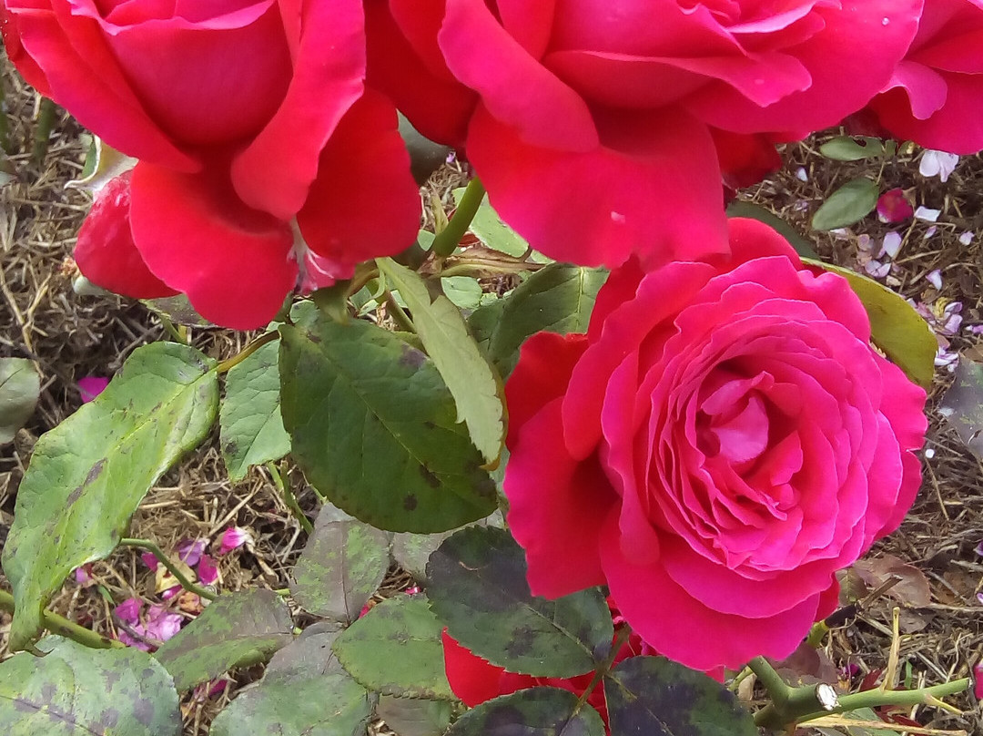 格伦科鲁尔勒尔里特酒店主图