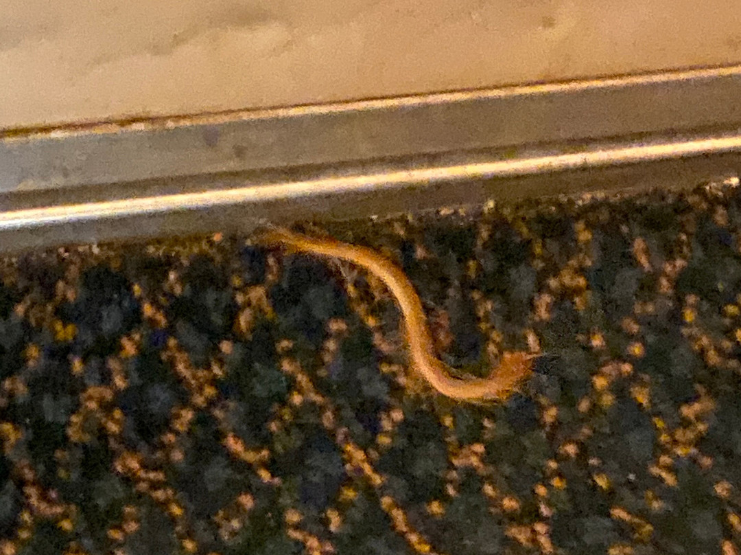 Calipatria Inn & Suites主图