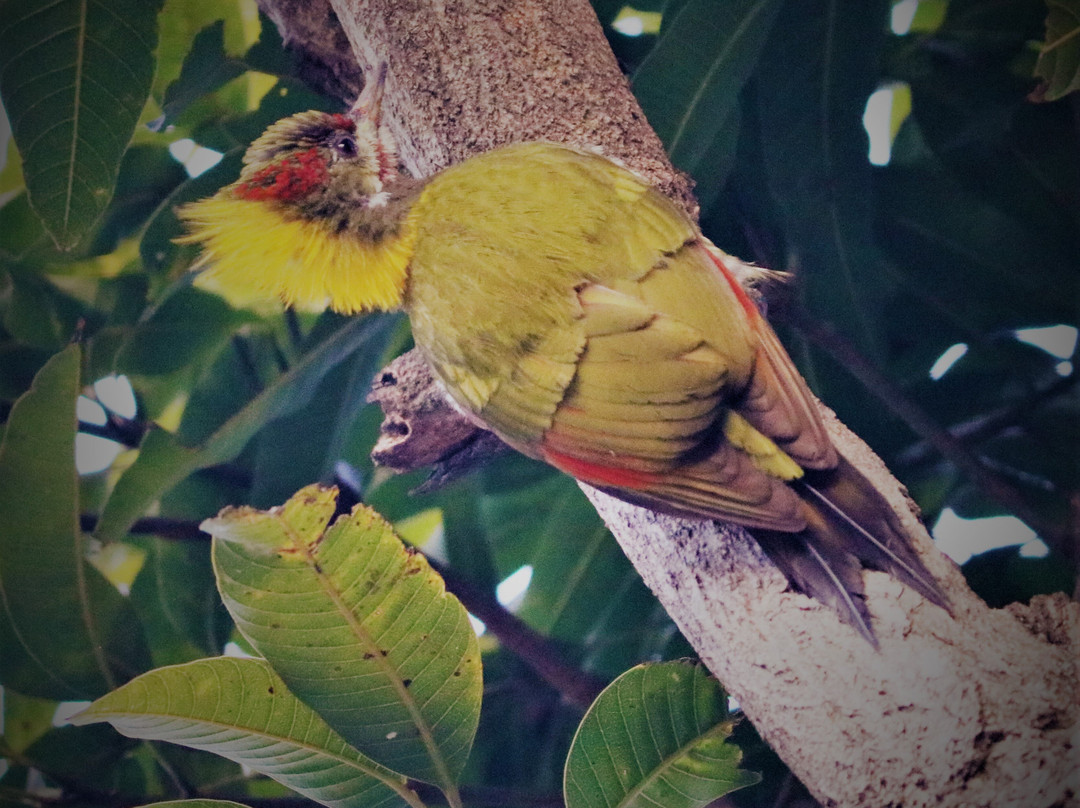 Saalvan Spa & Resort主图