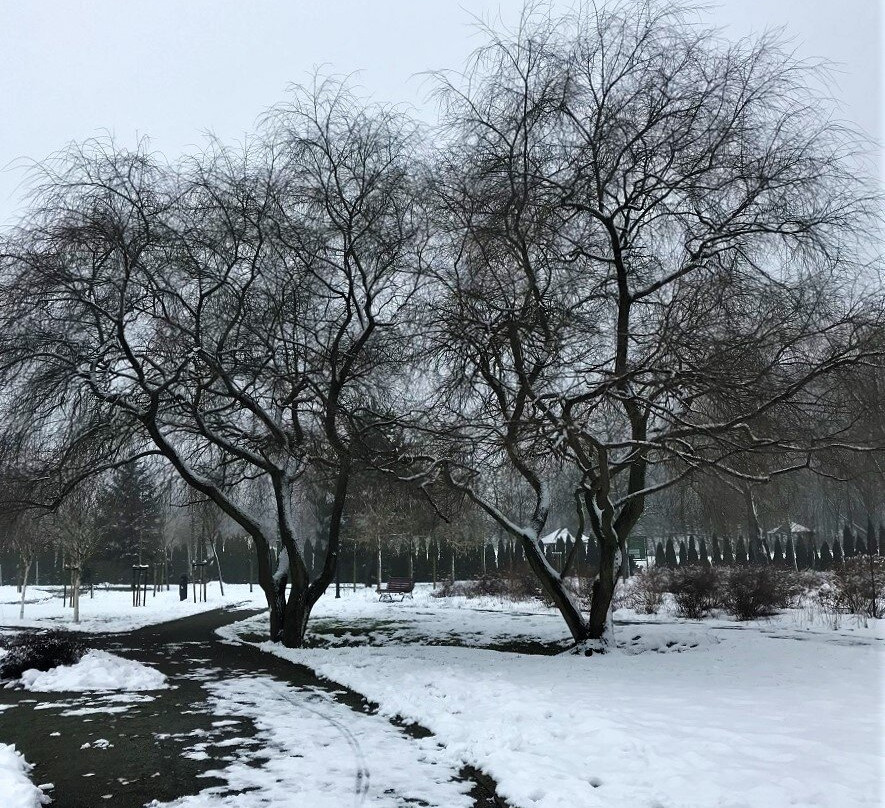 Park Tysiaclecia景点图片