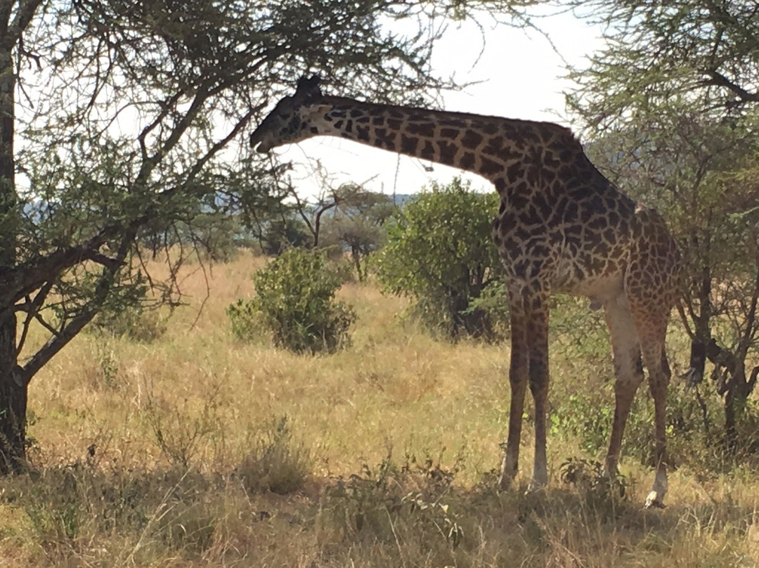Redunca Safaris-阿鲁沙必去景点