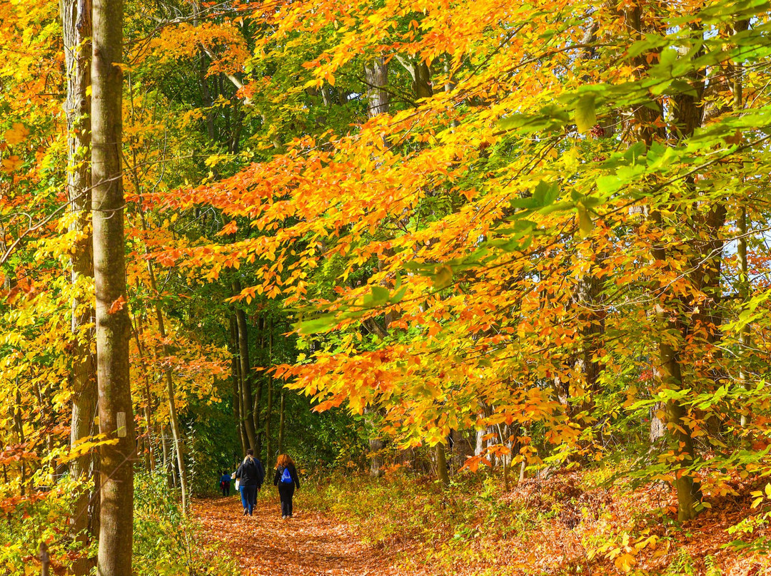 Dividend Pond-罗基希尔必去景点