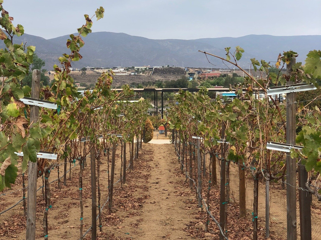 Viñas del Sol旅游攻略图片