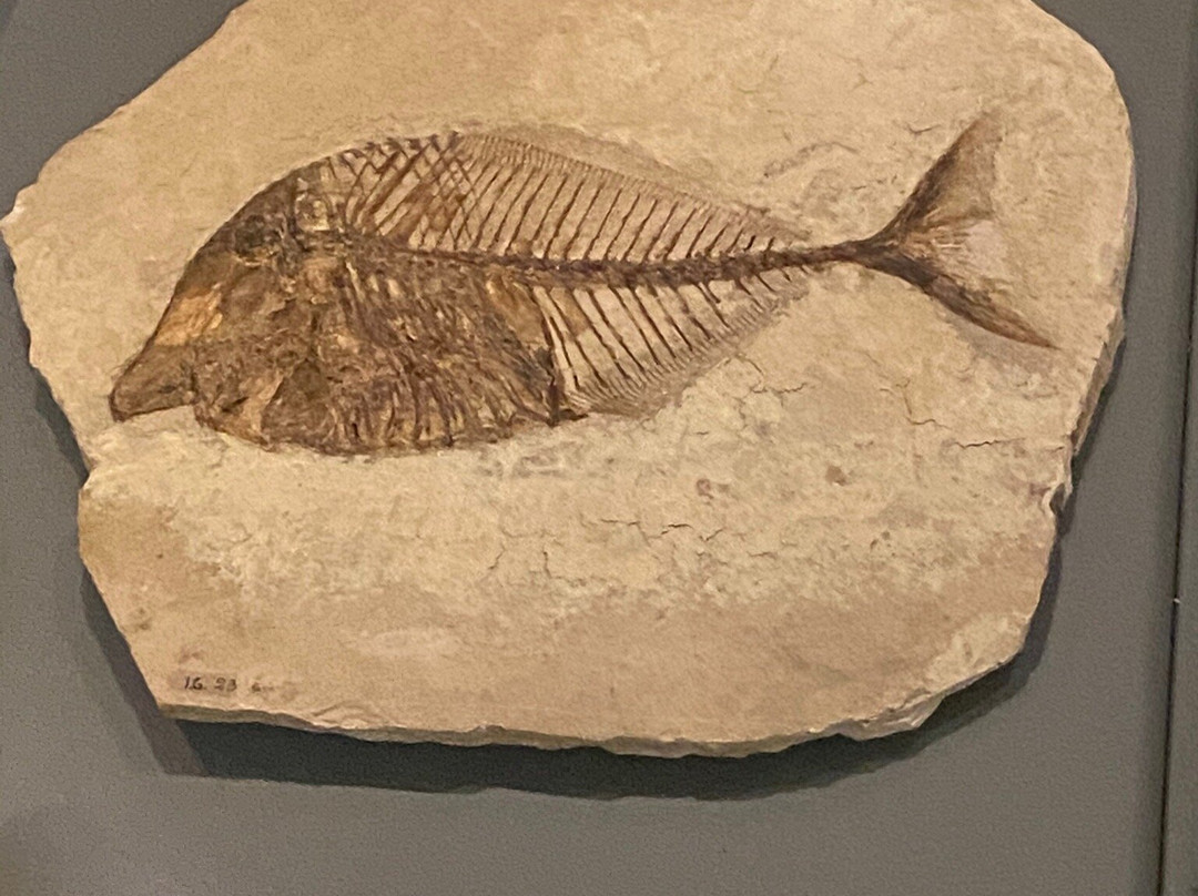 Museo dei Fossili di Bolca - Verona景点图片