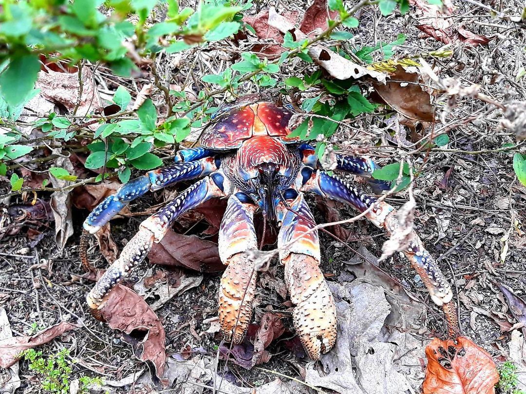 Dolly Beach-圣诞岛必去景点