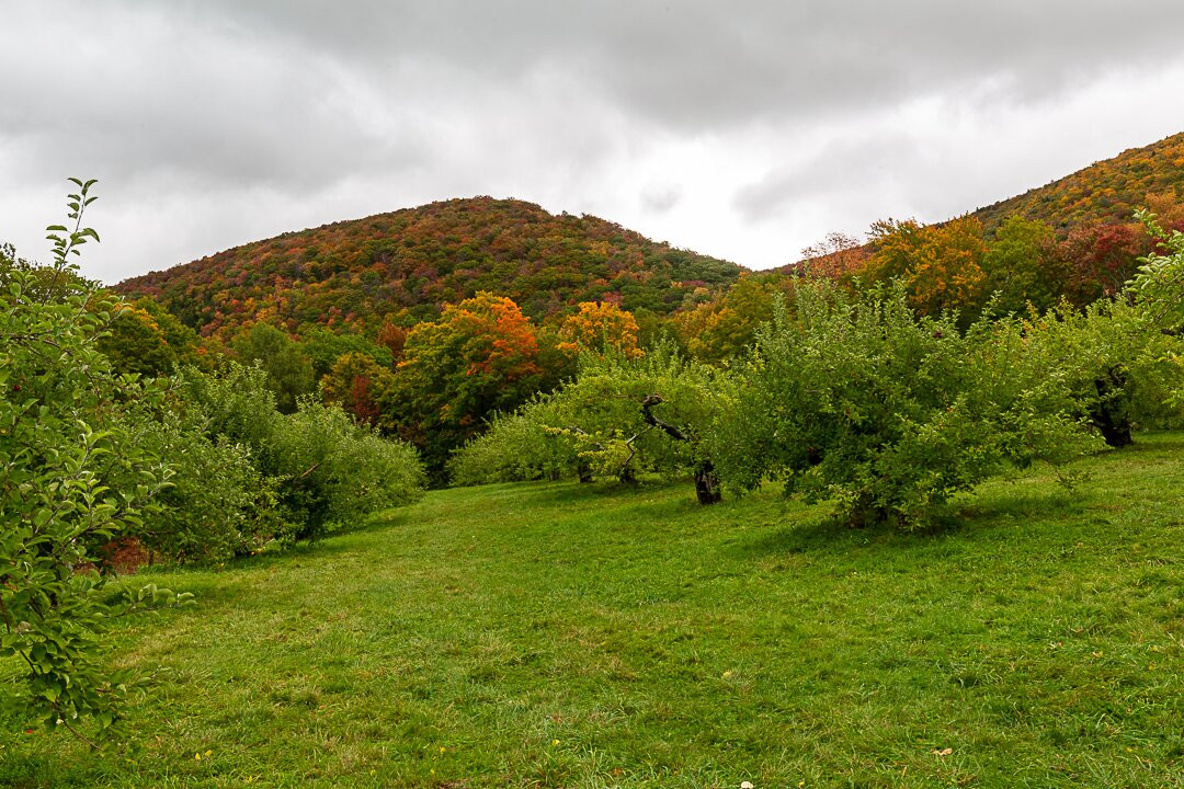 Mad Tom Orchard-East Dorset必去景点