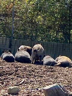 Wagon Trails Animal Park-Vienna必去景点