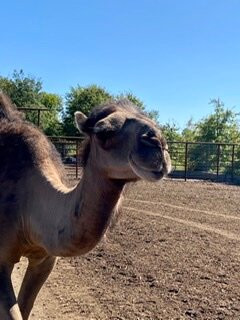 Wagon Trails Animal Park-Vienna必去景点