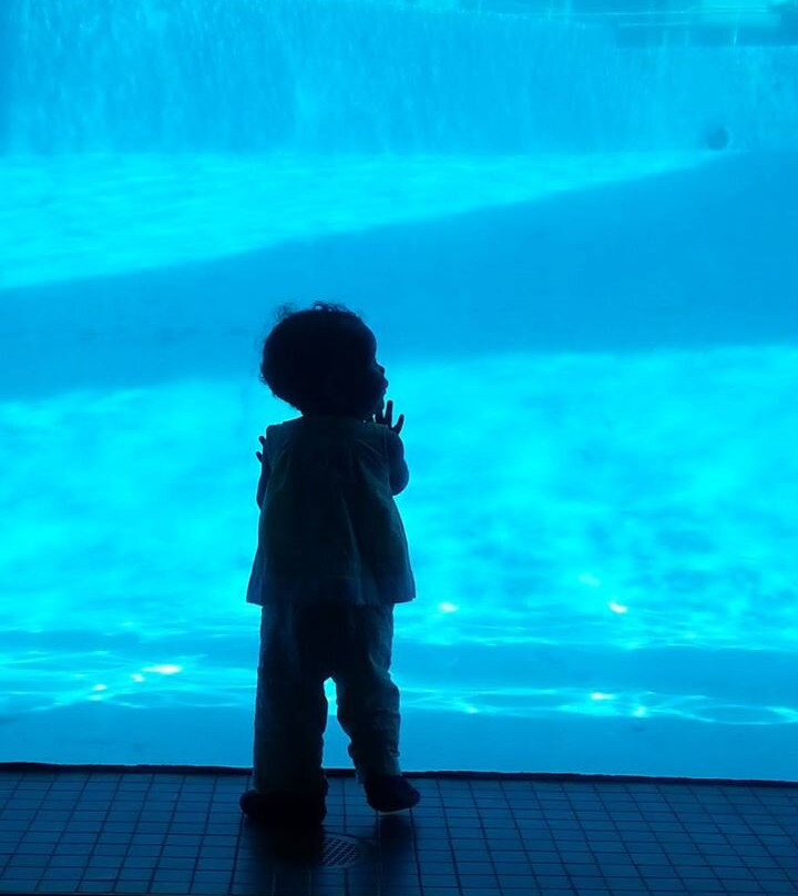 Texas State Aquarium-科珀斯克里斯蒂市必去景点