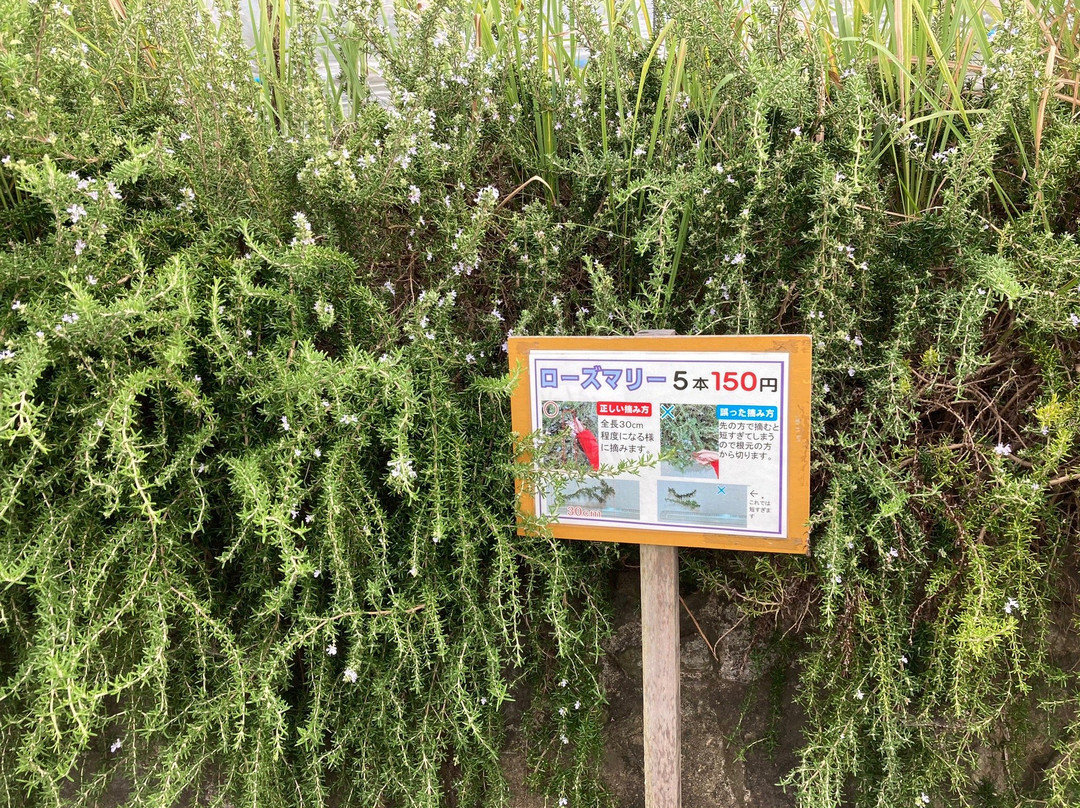Tateyama Family Park-馆山市必去景点