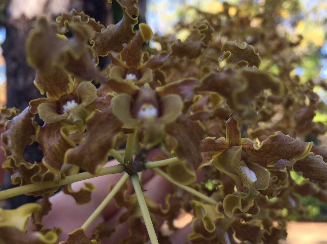 Cape Hillsborough National Park-Cape Hillsborough必去景点