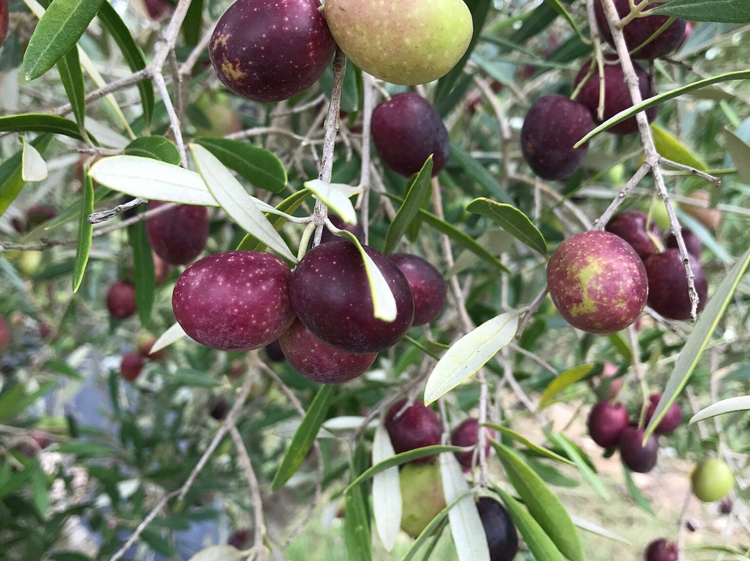 Texas Hill Country Olive Company-Dripping Springs必去景点