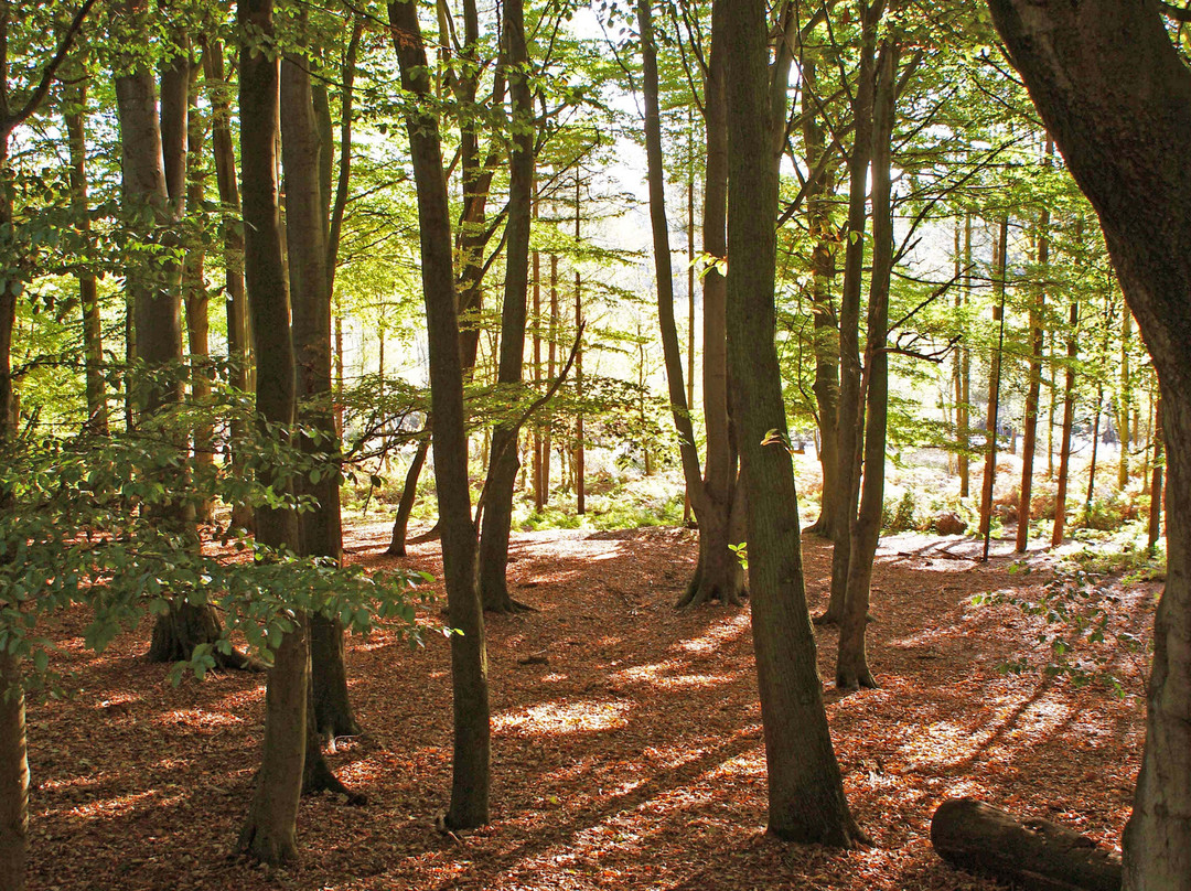 Delamere Forest Park景点图片