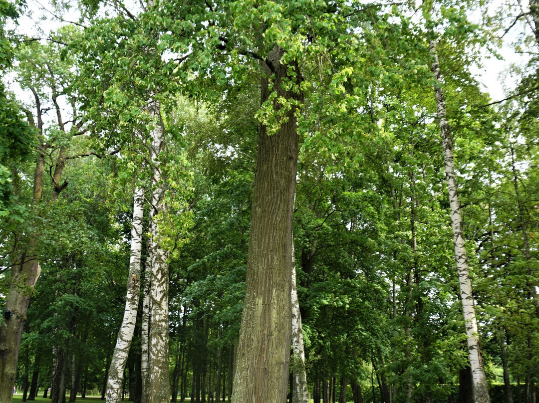 Park And Gardens of Peterhof景点图片